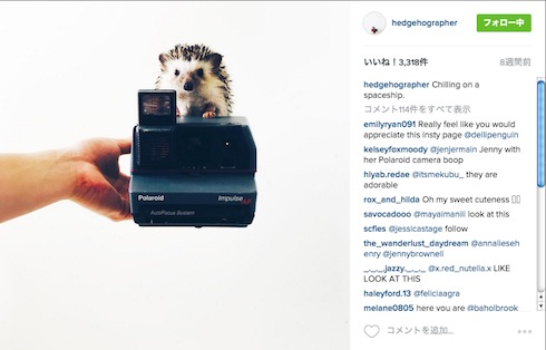 カメラの上のハリネズミ