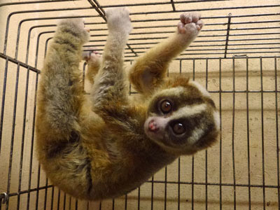 ニコニコ超会議2016