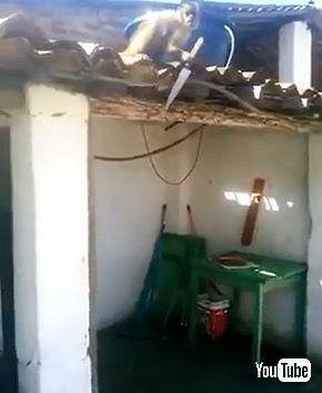 酔っぱらって刃物を持つサル