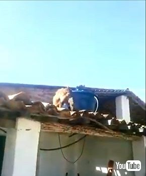 瓦に刃物を突き立てるサル