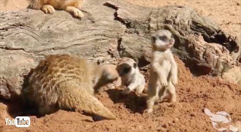 ミーアキャット