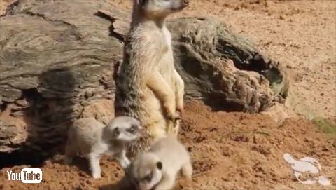 ミーアキャット