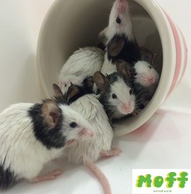 6つ子のパンダマウスを50時間生中継