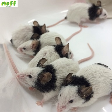 ニコ生でパンダマウス