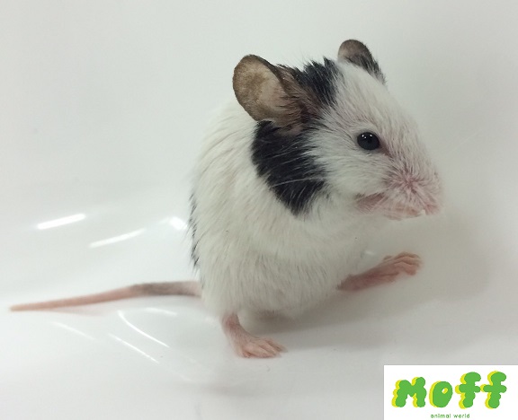 ニコ生でパンダマウス