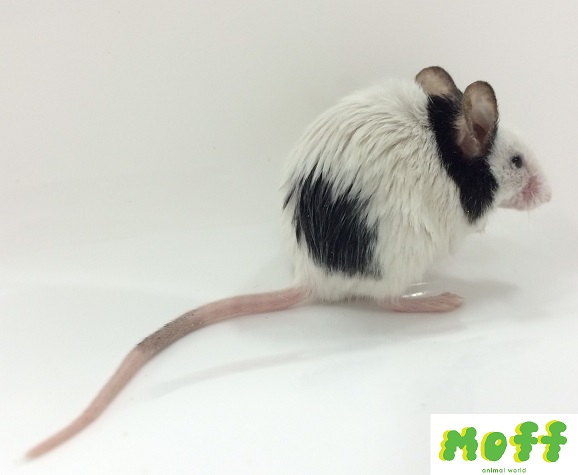 パンダマウスがニコ生に