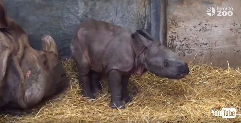 トロント動物園でインドサイ誕生