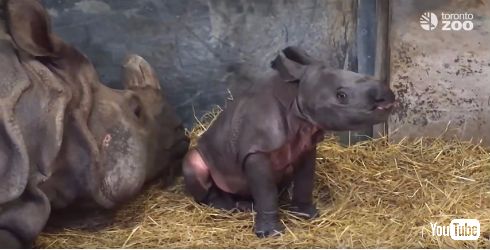 絶滅が心配されるインドサイの赤ちゃん