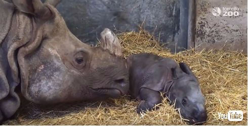 トロント動物園でインドサイが誕生