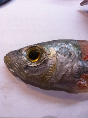 鯵の舟盛りを作ってみよう！