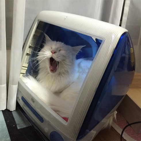 iMac in 猫