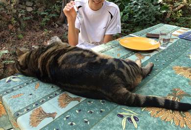 テーブルに載ってくるデブ猫