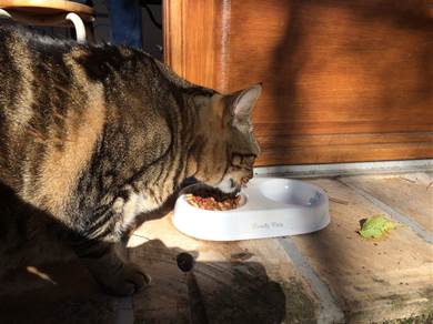 エサを食べる猫