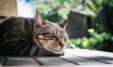 寝そべる猫