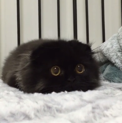 まっくろくろすけ