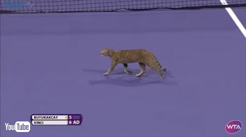 テニスネコ乱入