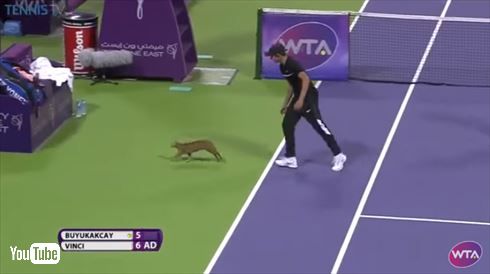 テニスネコ乱入