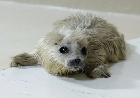 ワモンアザラシ