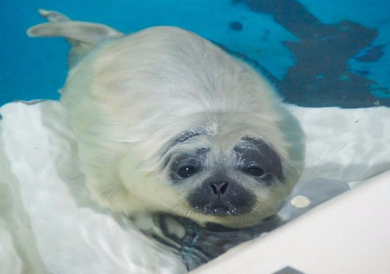 ワモンアザラシ