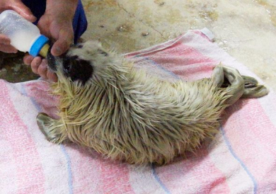 ワモンアザラシ