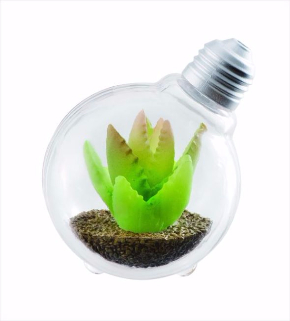 アロエブレビフォリア