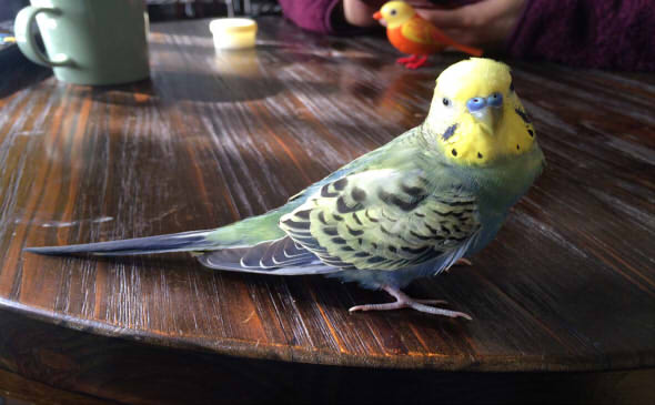 セキセイインコのヤブちゃん