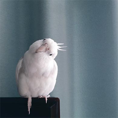 オカメインコのスイちゃん