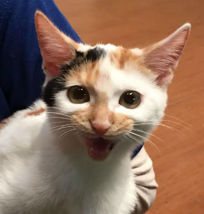 週刊ニュース新書