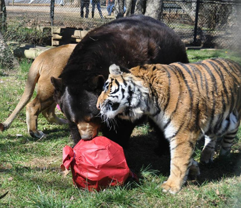 バレンタインのBLT