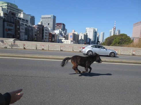 湯島聖堂近くの道路を疾走する馬