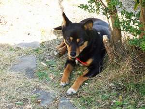 現在も犬は旅館にいます