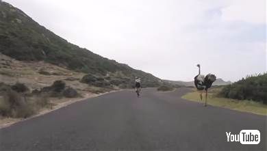 追いかけるダチョウ