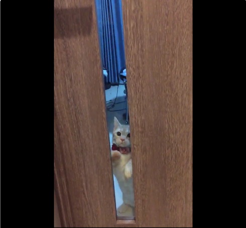 カリカリねこさん