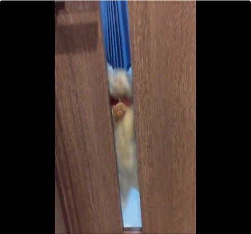 カリカリねこさん