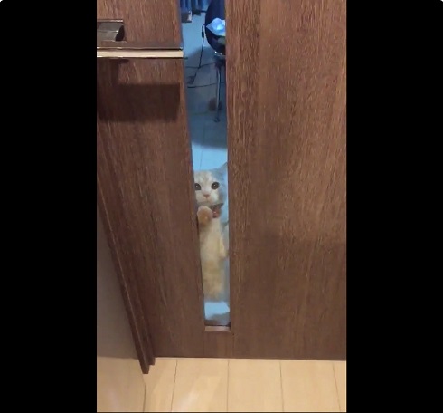 カリカリねこさん