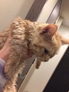 思わず醤油にダイブ