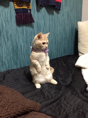 マンチカンは立つ