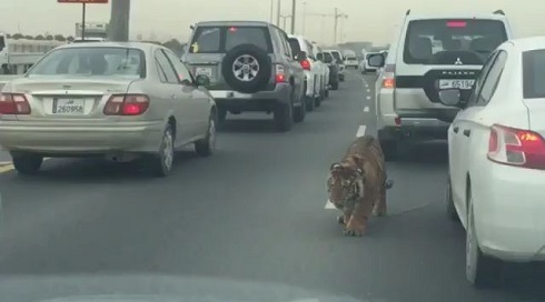 高速道路のトラ
