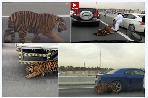 高速道路のトラ