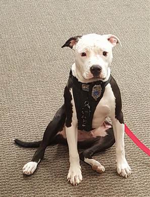 消防犬バッジがりりしいジェイク