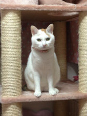 白猫