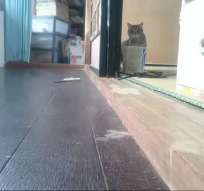 だるまさんが転んニャ