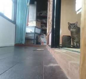 だるまさんが転んニャ