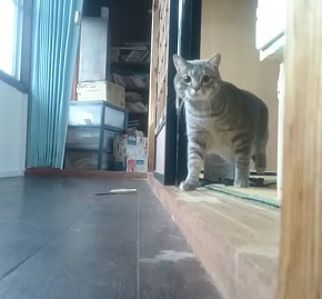 だるまさんが転んニャ