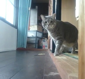 だるまさんが転んニャ