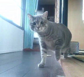 だるまさんが転んニャ