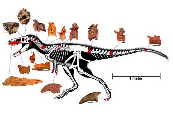 ティラノサウルスレックスの化石 ティラノサウルス進化のカギ握る新種の化石発見 想像図が初公開
