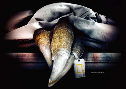 ティラノサウルス大解剖　恐竜大発見展