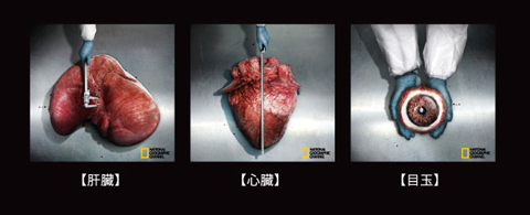 リアルな内臓標本