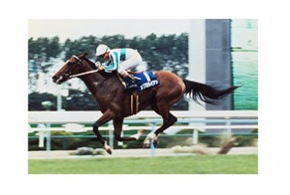 メジロライアン メジロマックイーンが出走した 宝塚記念 ジグソーパズル完成品 メジロマックイーン｜3分でわかった気になる名馬 JRA